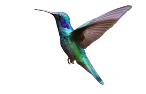Webseiten mit Liebe gemacht - Kolibri Solutions